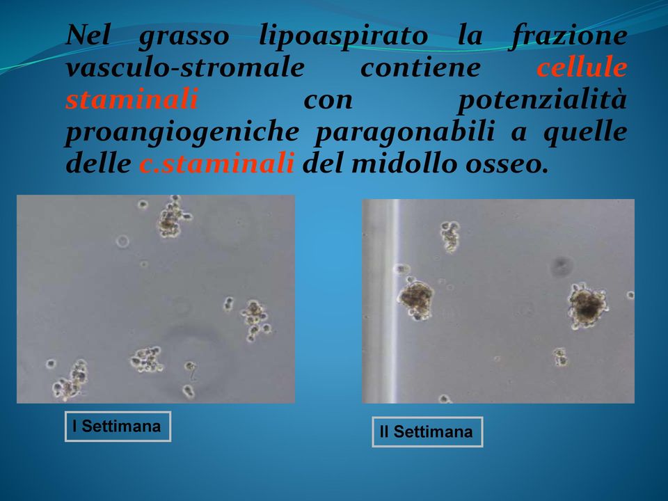 potenzialità proangiogeniche paragonabili a