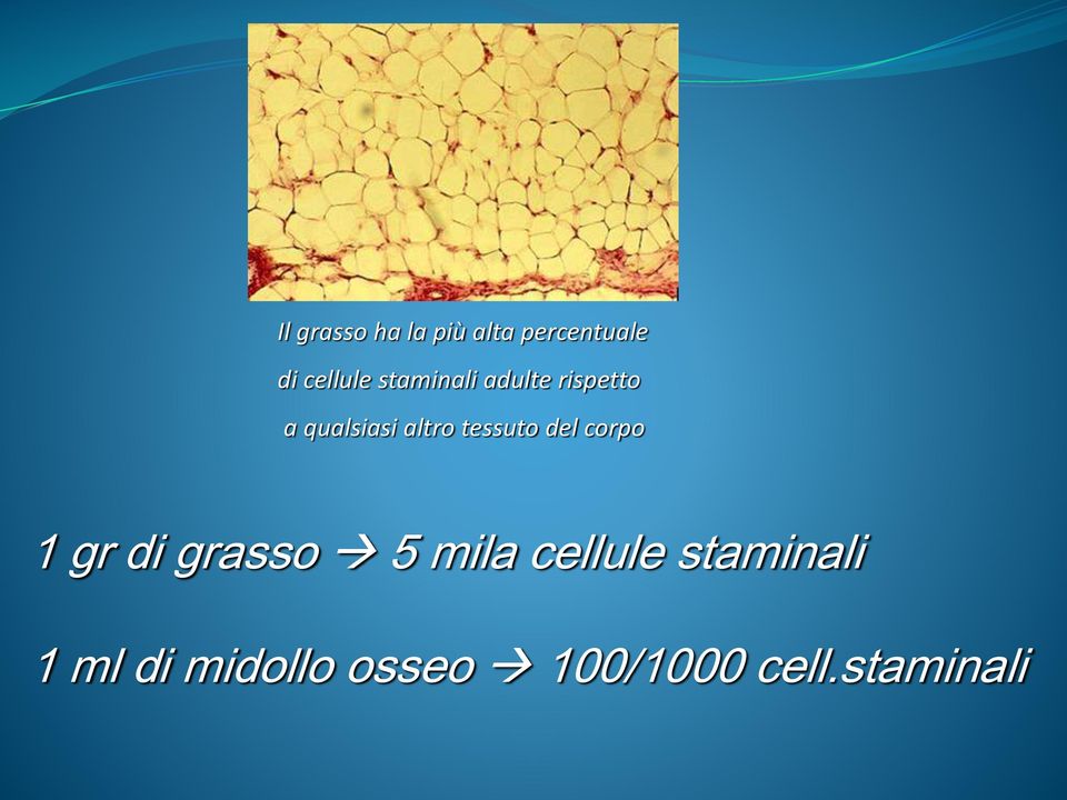 tessuto del corpo 1 gr di grasso 5 mila cellule