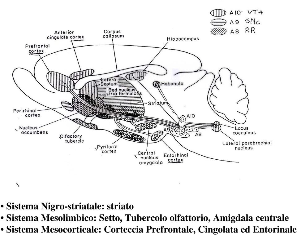 Amigdala centrale Sistema Mesocorticale: