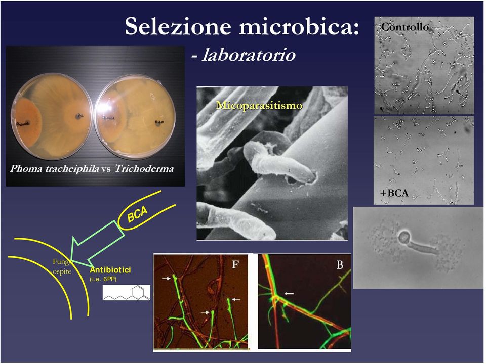 tracheiphila vs Trichoderma BCA