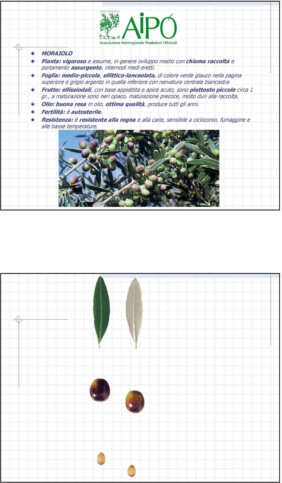 Frutto: ellissiodali, con base appiattita e apice acuto, sono piuttosto piccole circa 1 gr.