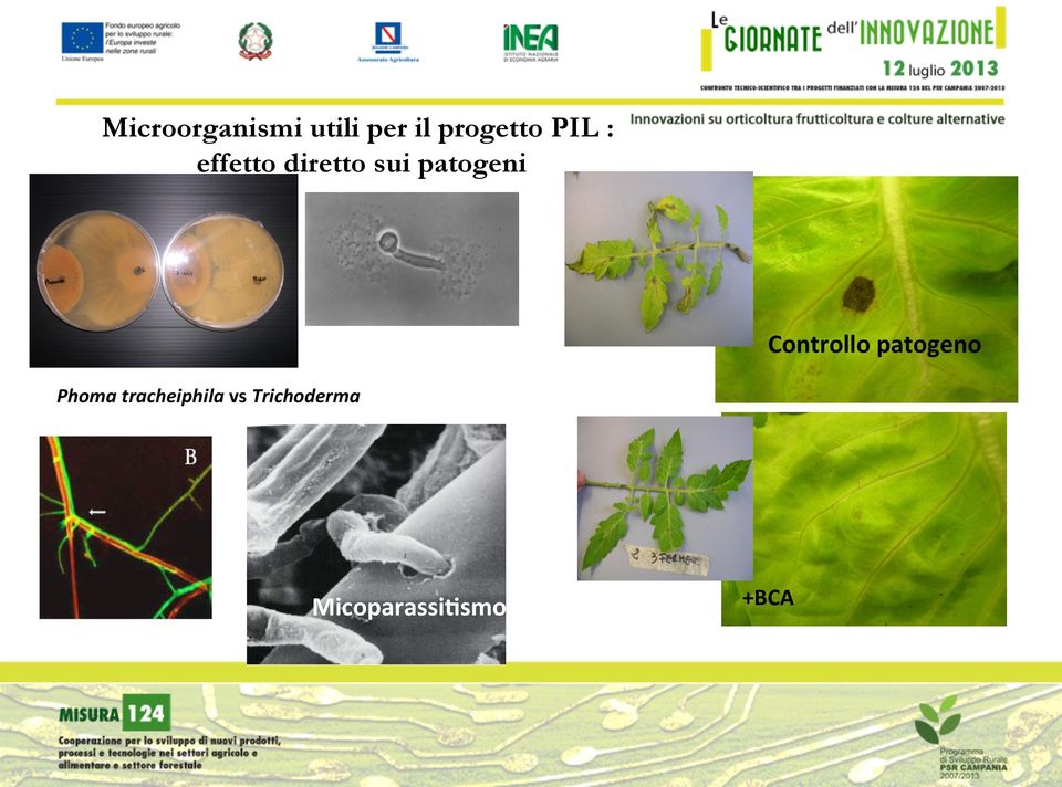 Controllo patogeno Phoma