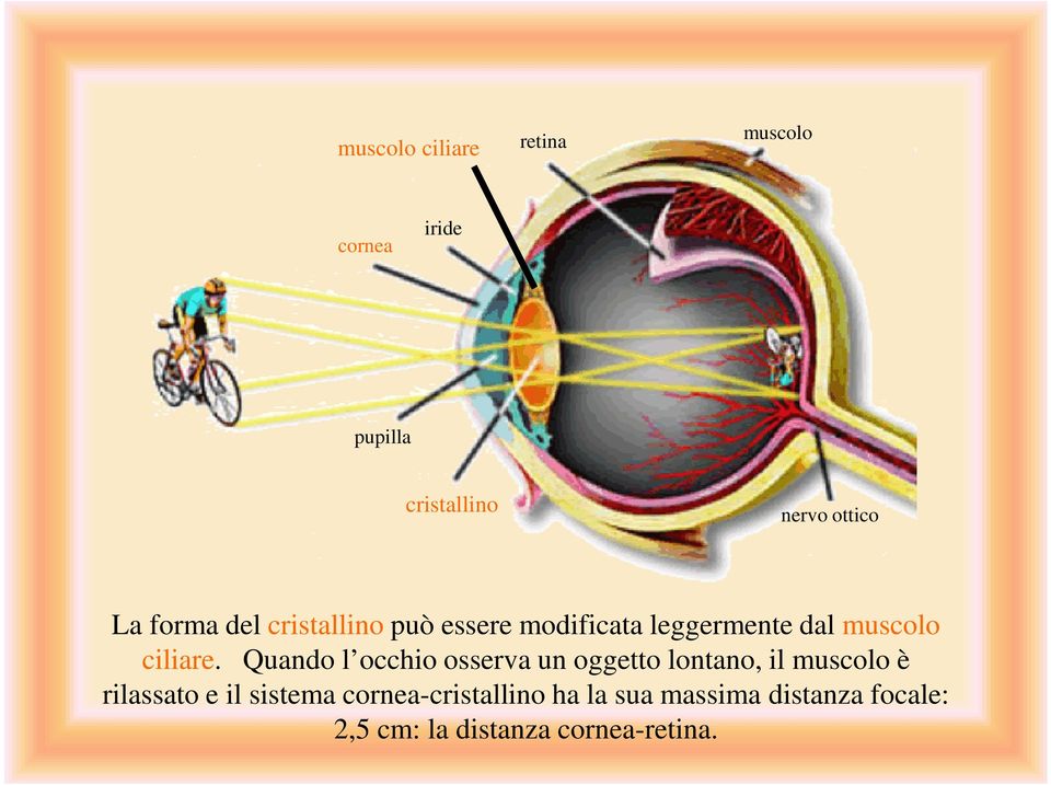 Quando l occhio osserva un oggetto lontano, il muscolo è rilassato e il sistema