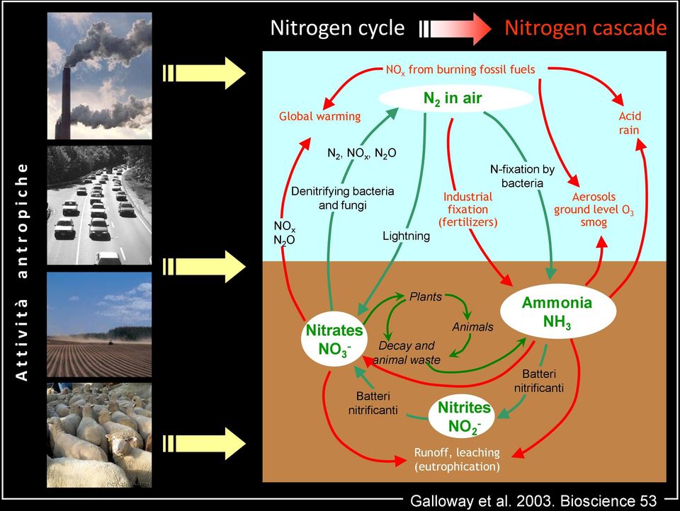 N-fixation by bacteria Aerosols ground level O 3 smog Nitrates NO 3 - Batteri nitrificanti Plants Decay and animal waste