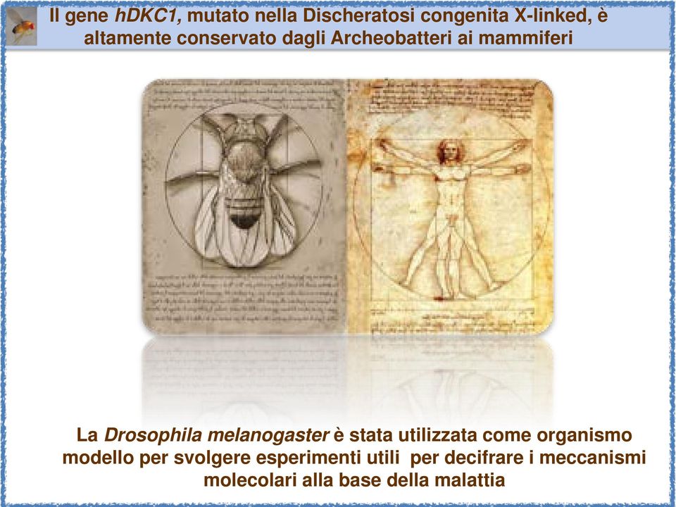 melanogaster è stata utilizzata come organismo modello per svolgere