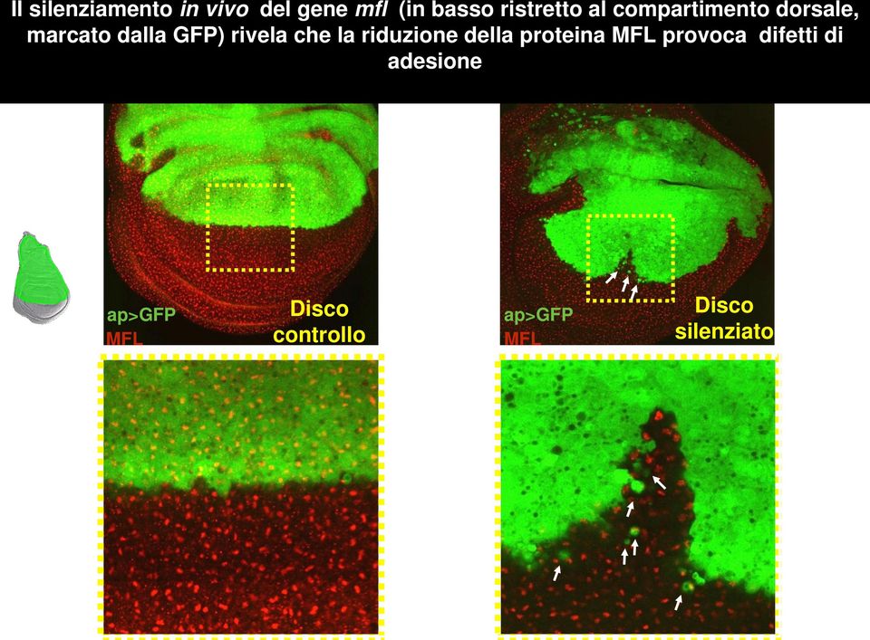 della proteina MFL provoca difetti di ap-gal4, UAS-GFP/+ adesione