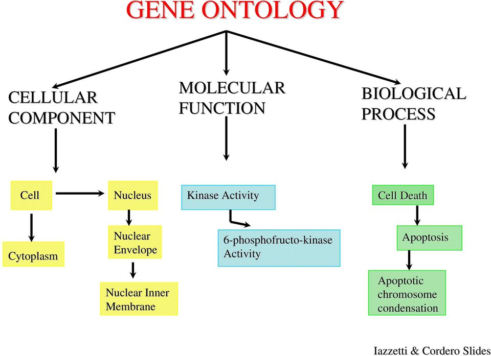 Envelope 6-phosphofructo-kinase Activity Apoptosis Nuclear Inner