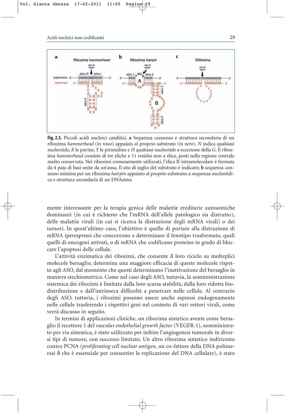 N indica qualsiasi nucleotide, R le purine, Y le pirimidine e H qualsiasi nucleotide a eccezione della G.