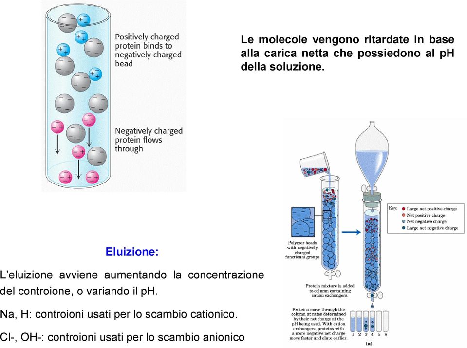 Eluizione: L eluizione avviene aumentando la concentrazione del