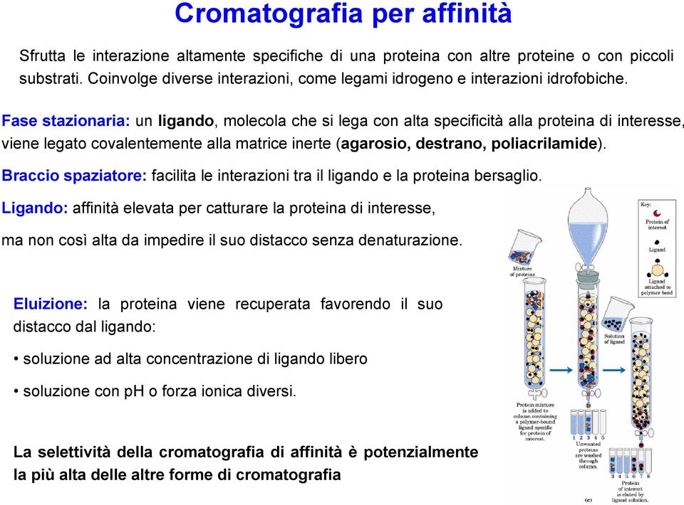 Fase stazionaria: un ligando, molecola che si lega con alta specificità alla proteina di interesse, viene legato covalentemente alla matrice inerte (agarosio, destrano, poliacrilamide).