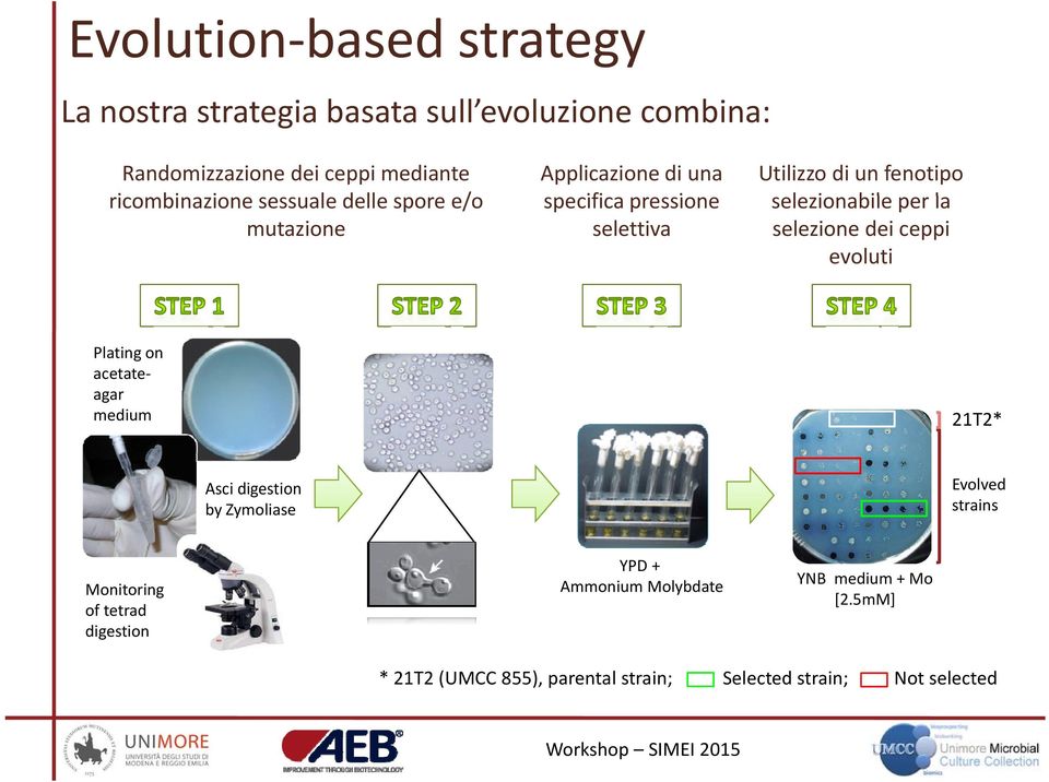 per la selezione dei ceppi evoluti Plating on acetateagar medium 21T2* Asci digestion by Zymoliase Evolved strains Monitoring i