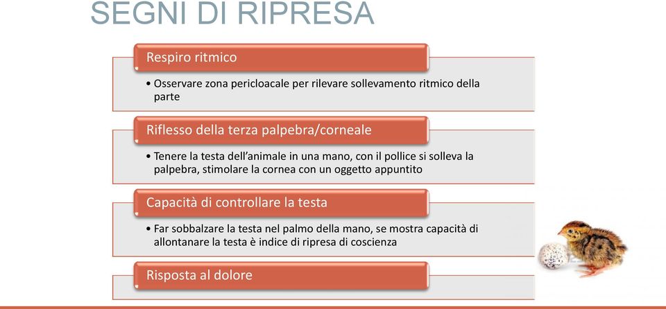 palpebra, stimolare la cornea con un oggetto appuntito Capacità di controllare la testa Far sobbalzare la testa