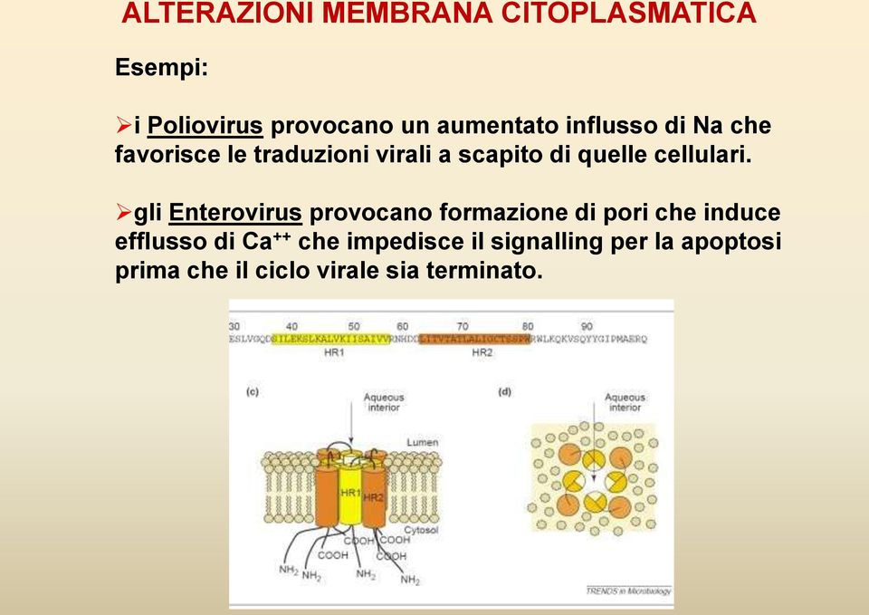 gli Enterovirus provocano formazione di pori che induce efflusso di Ca ++ che