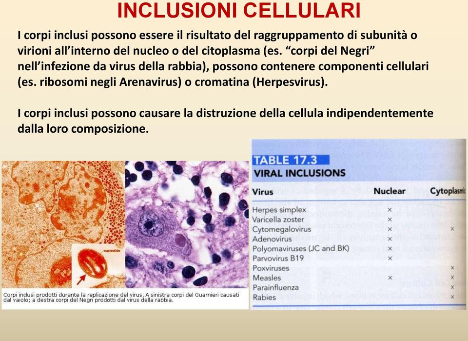 corpi del Negri nell infezione da virus della rabbia), possono contenere componenti cellulari (es.