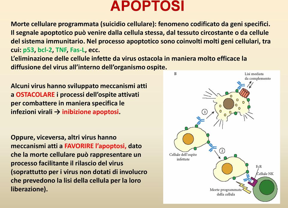 Nel processo apoptotico sono coinvolti molti geni cellulari, tra cui: p53, bcl-2, TNF, Fas-L, ecc.