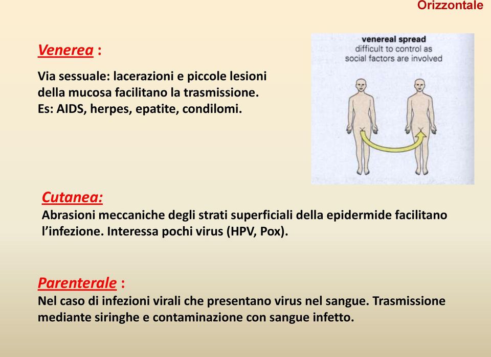 Cutanea: Abrasioni meccaniche degli strati superficiali della epidermide facilitano l infezione.