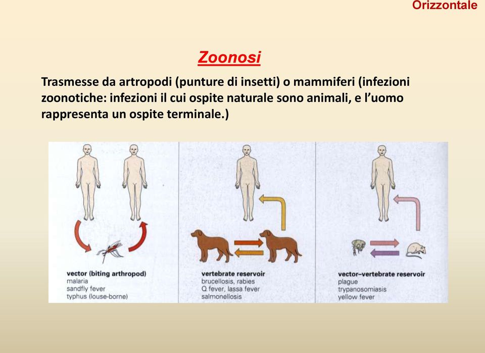 zoonotiche: infezioni il cui ospite naturale