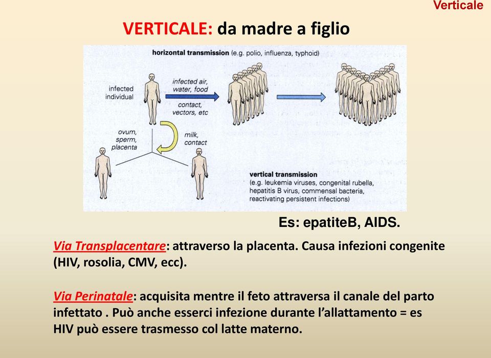 Causa infezioni congenite (HIV, rosolia, CMV, ecc).