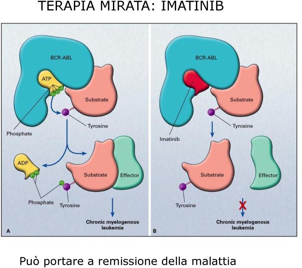 Its Inhibition by Imatinib Può