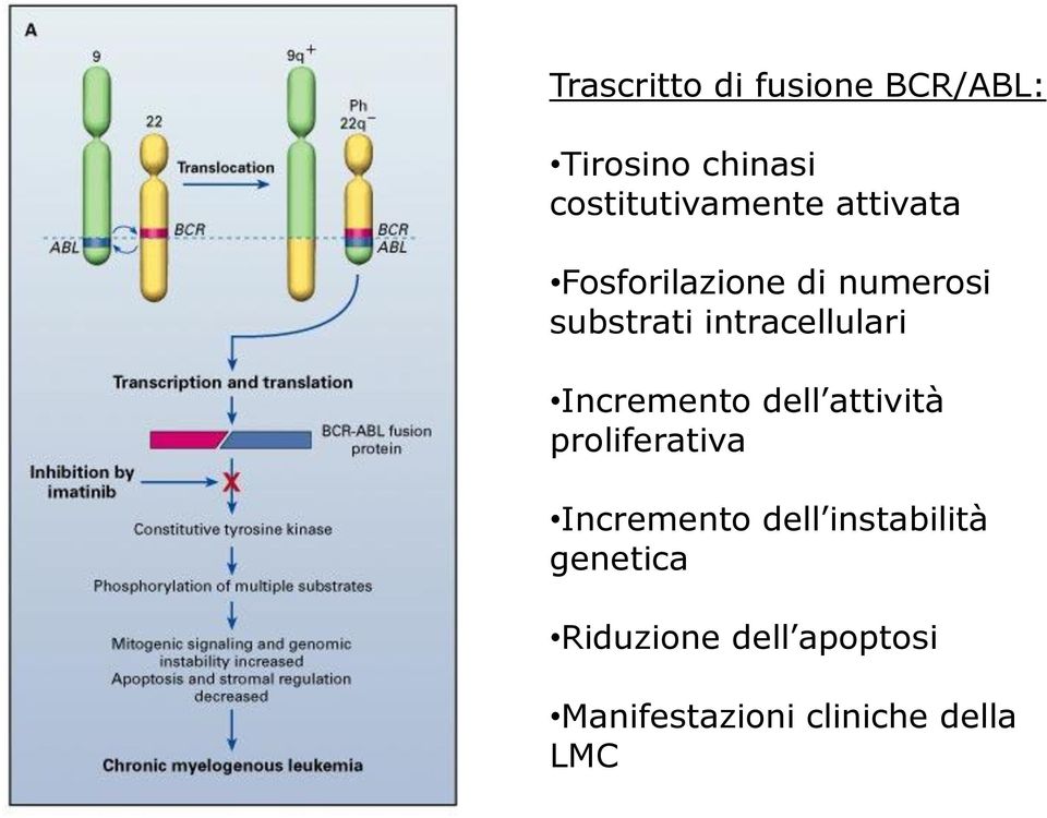 Incremento dell attività proliferativa Incremento dell