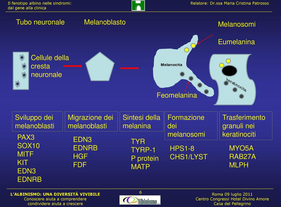 melanoblasti EDN3 EDNRB HGF FDF Sintesi della melanina TYR TYRP-1 P protein MATP