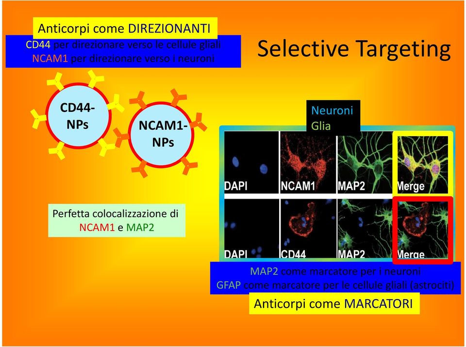 Neuroni Glia Perfetta colocalizzazione di NCAM1e MAP2 MAP2 come marcatore per i