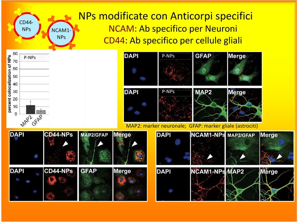 Neuroni CD44: Ab specifico per cellule gliali
