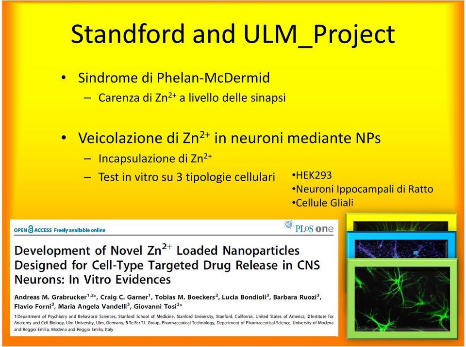 neuroni mediante NPs Incapsulazione di Zn 2+ Test in vitro su 3