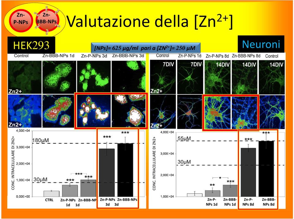 INTRACELLULARE DI ZN2+ CONC.