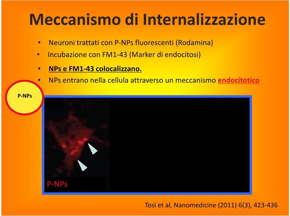 endocitosi) NPs e FM1-43 colocalizzano.
