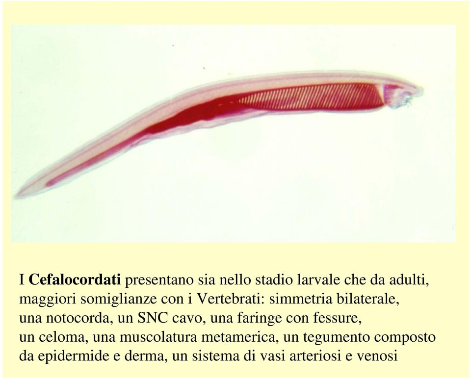 cavo, una faringe con fessure, un celoma, una muscolatura metamerica, un