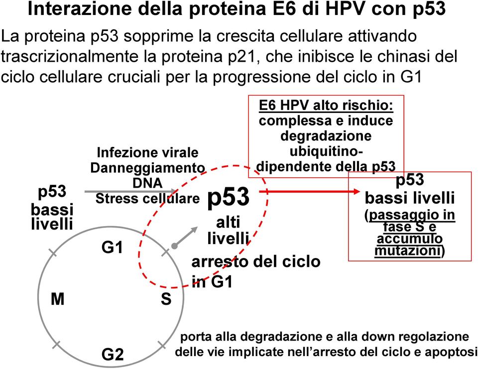 cellulare p53 alti livelli arresto del ciclo in G1 G1 M E6 HPV alto rischio: complessa e induce degradazione ubiquitinodipendente della p53 p53