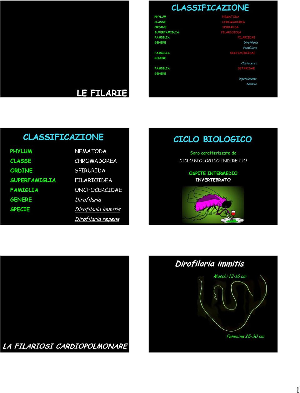 ORDINE SUPERFAMIGLIA FAMIGLIA GENERE SPECIE NEMATODA CHROMADOREA SPIRURIDA FILARIOIDEA ONCHOCERCIDAE Dirofilaria Dirofilaria immitis Dirofilaria repens