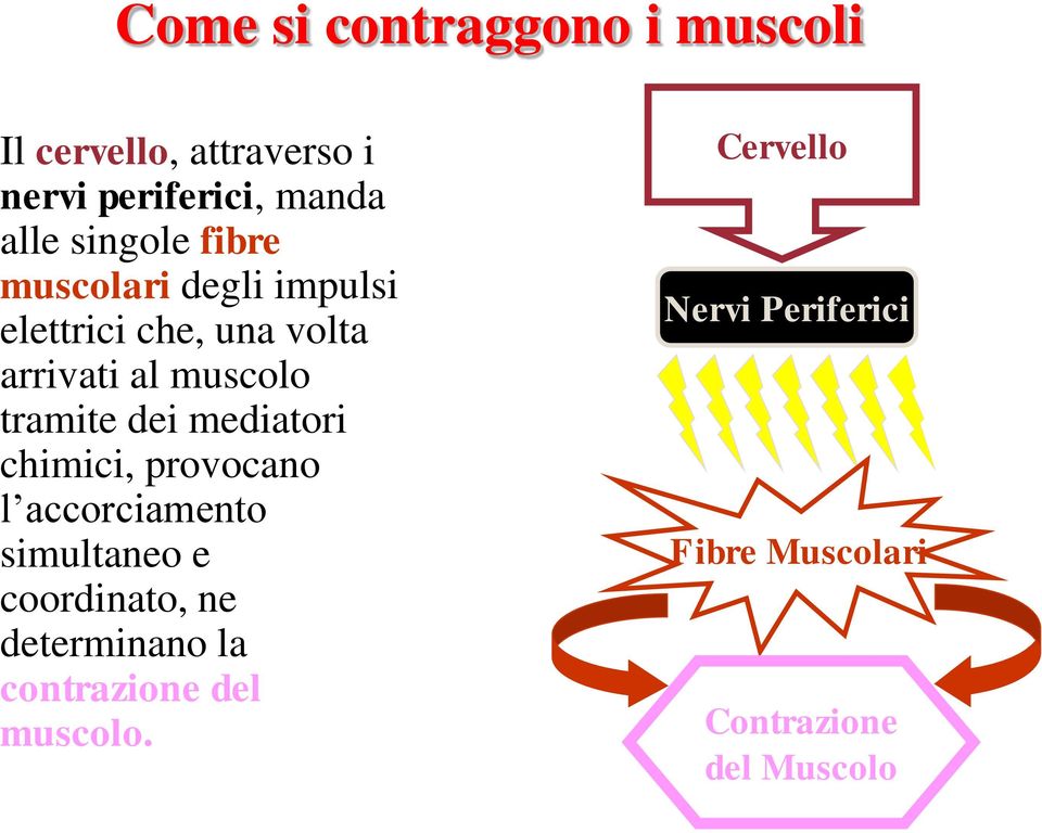 tramite dei mediatori chimici, provocano l accorciamento simultaneo e coordinato, ne