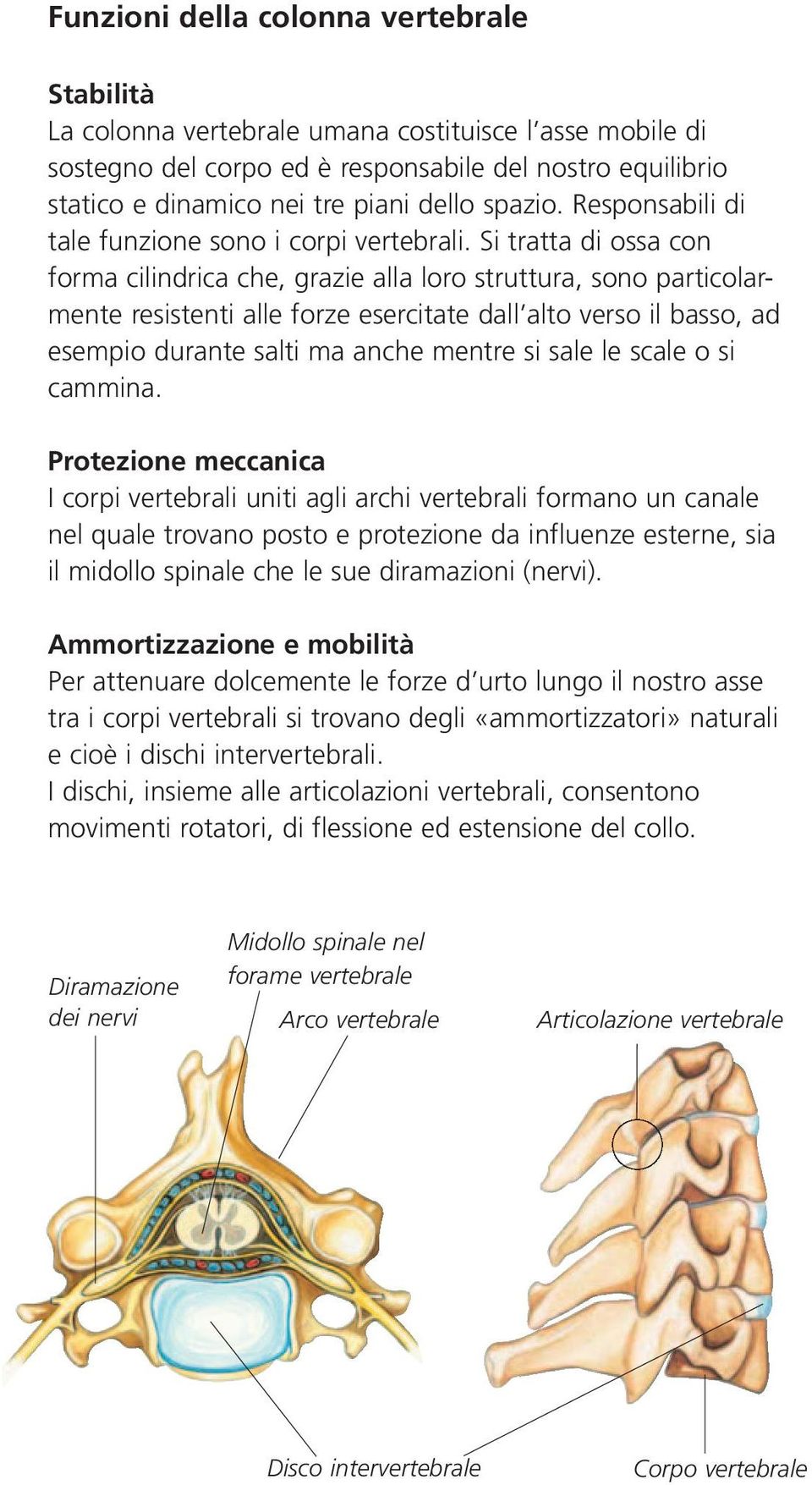 Si tratta di ossa con forma cilindrica che, grazie alla loro struttura, sono particolarmente resistenti alle forze esercitate dall alto verso il basso, ad esempio durante salti ma anche mentre si