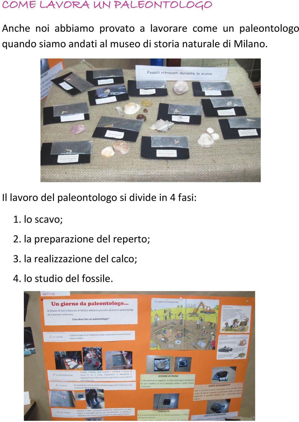 Il lavoro del paleontologo si divide in 4 fasi: 1. lo scavo; 2.