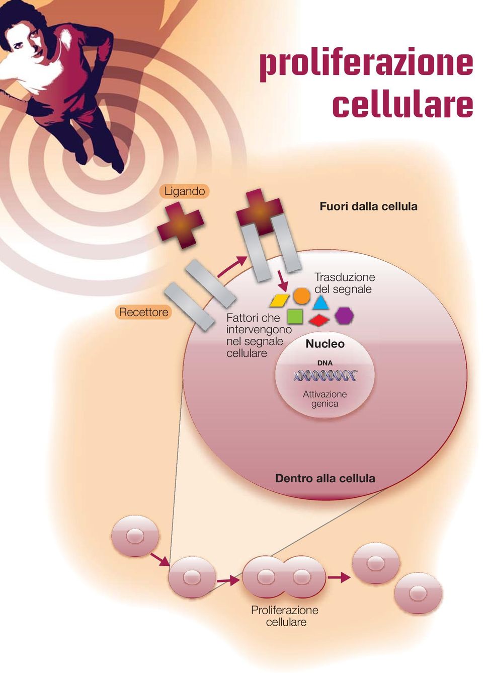 segnale cellulare Trasduzione del segnale Nucleo