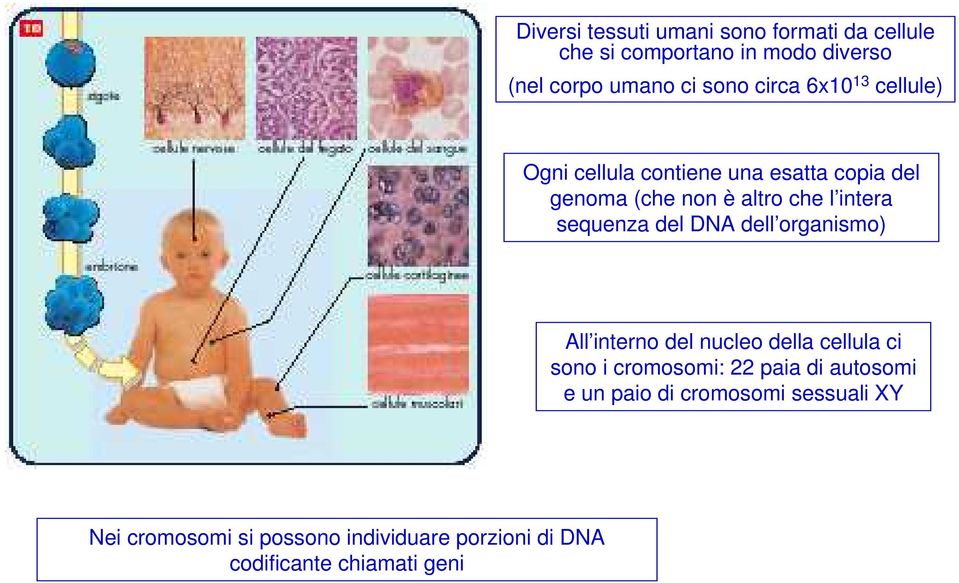 sequenza del DNA dell organismo) All interno del nucleo della cellula ci sono i cromosomi: 22 paia di