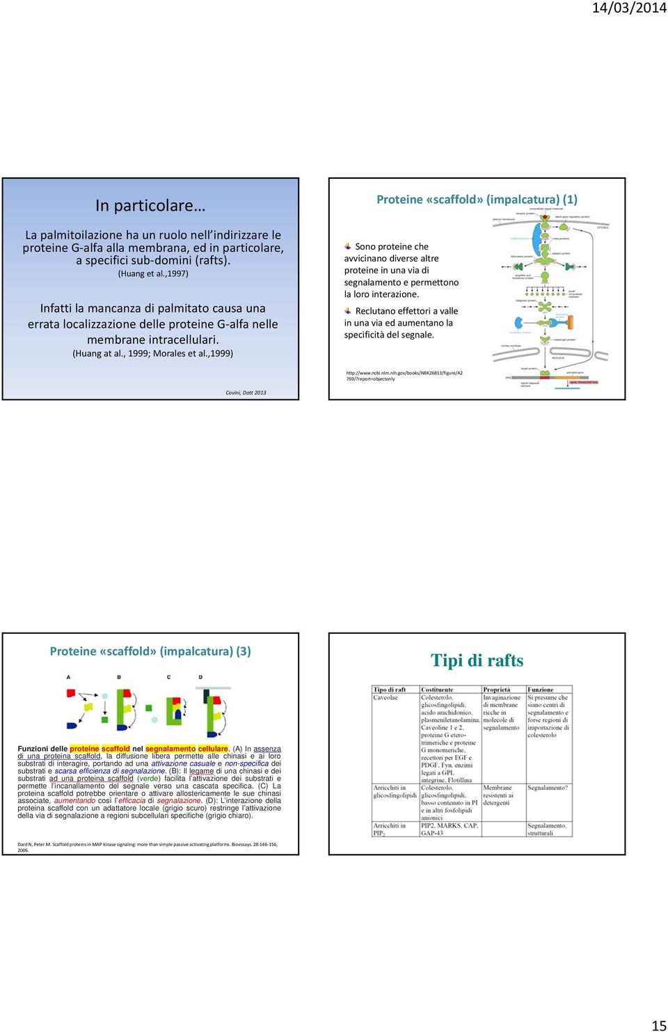 ,1999) Proteine «scaffold» (impalcatura) (1) Sono proteine che avvicinano diverse altre proteine in una via di segnalamento e permettono la loro interazione.