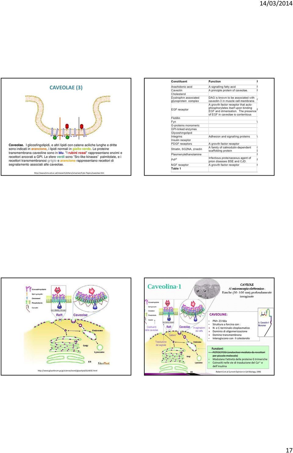 Le sfere verdi sono Src-like kinases palmitolate, e i recettori transmembranosi grigio e arancione rappresentano recettori di segnalamento associati alle caveolae. http://www.bms.ed.ac.