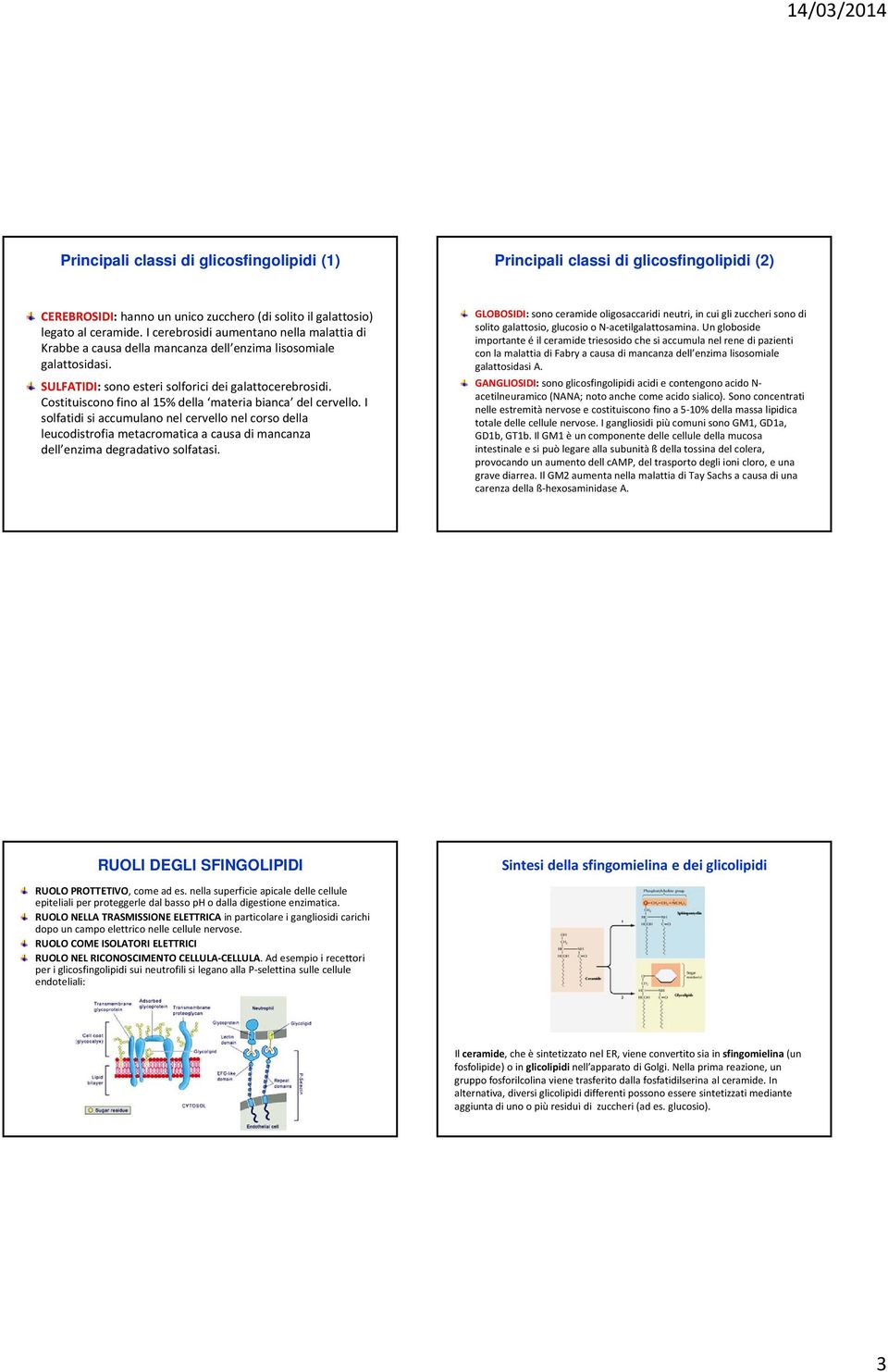 Costituiscono fino al 15% della materia bianca del cervello. I solfatidi si accumulano nel cervello nel corso della leucodistrofia metacromatica a causa di mancanza dell enzima degradativo solfatasi.