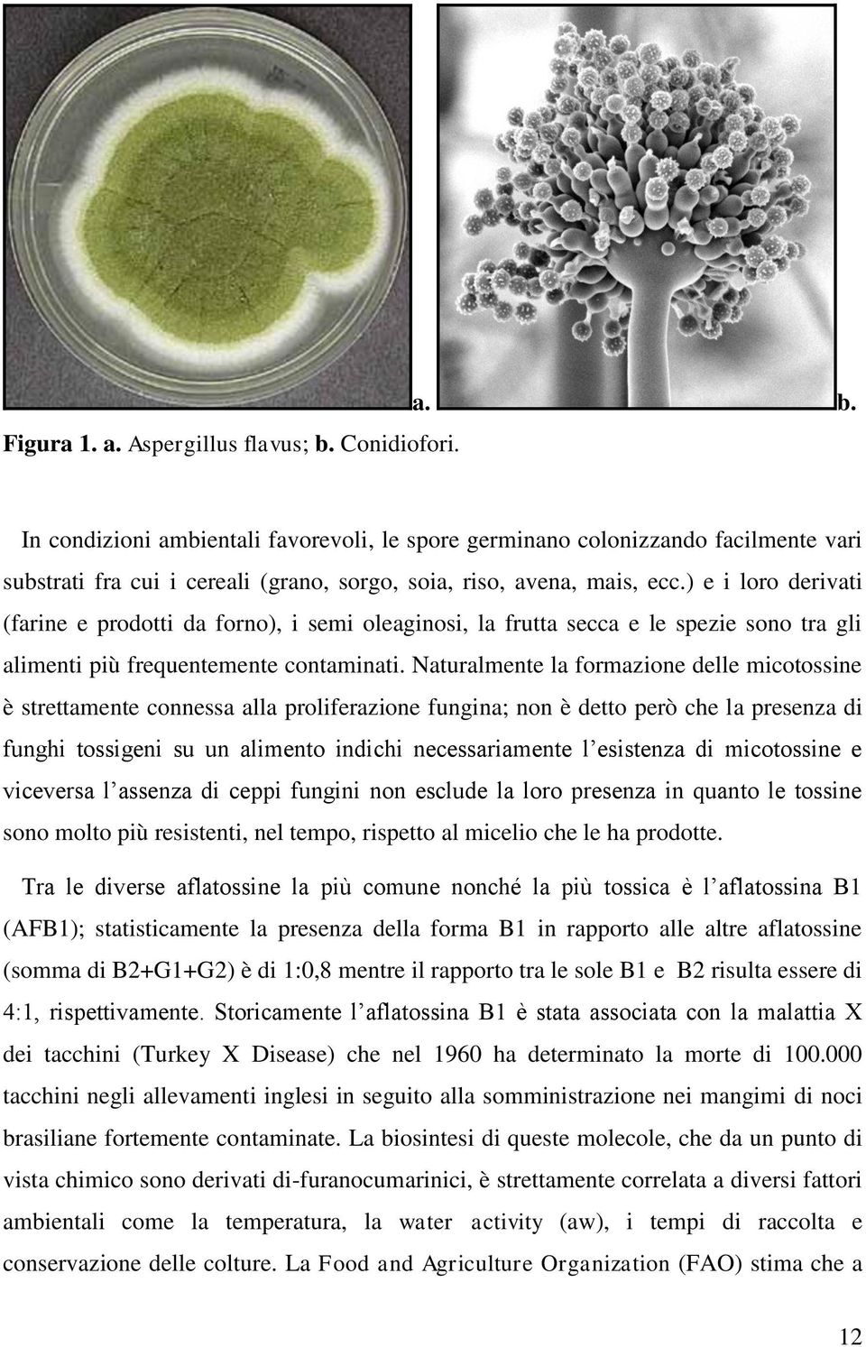 Naturalmente la formazione delle micotossine è strettamente connessa alla proliferazione fungina; non è detto però che la presenza di funghi tossigeni su un alimento indichi necessariamente l