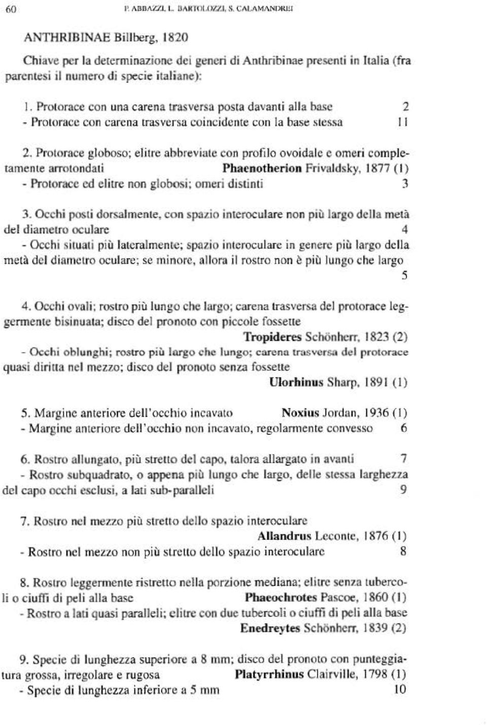 Protorace con una carena trasversa posta davanti alla base 2 - Protoracc con carena trasvcrsu coincidente con la base stessa Il 2.