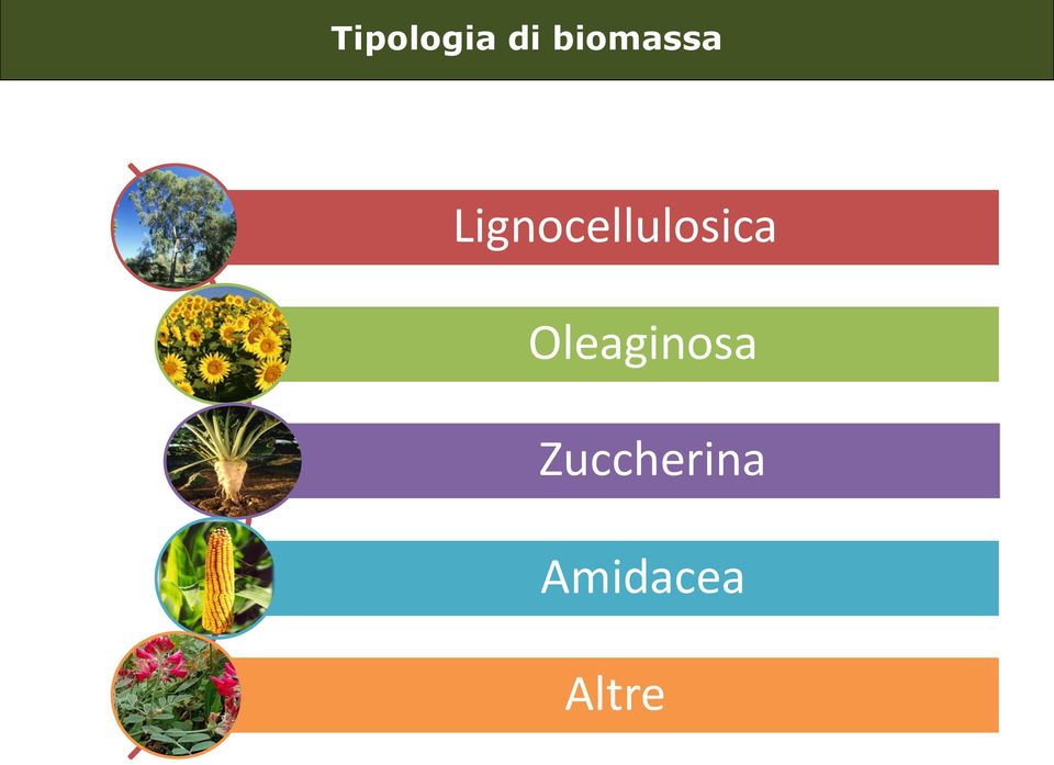 Lignocellulosica