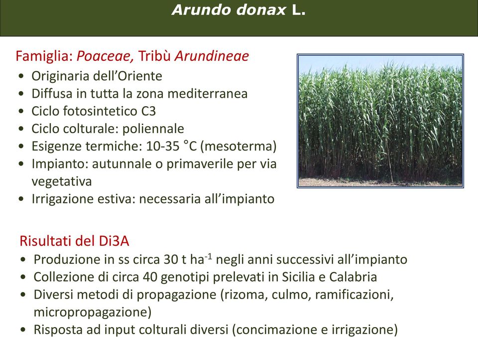 Esigenze termiche: 10-35 C (mesoterma) Impianto: autunnale o primaverile per via vegetativa Irrigazione estiva: necessaria all impianto Risultati del