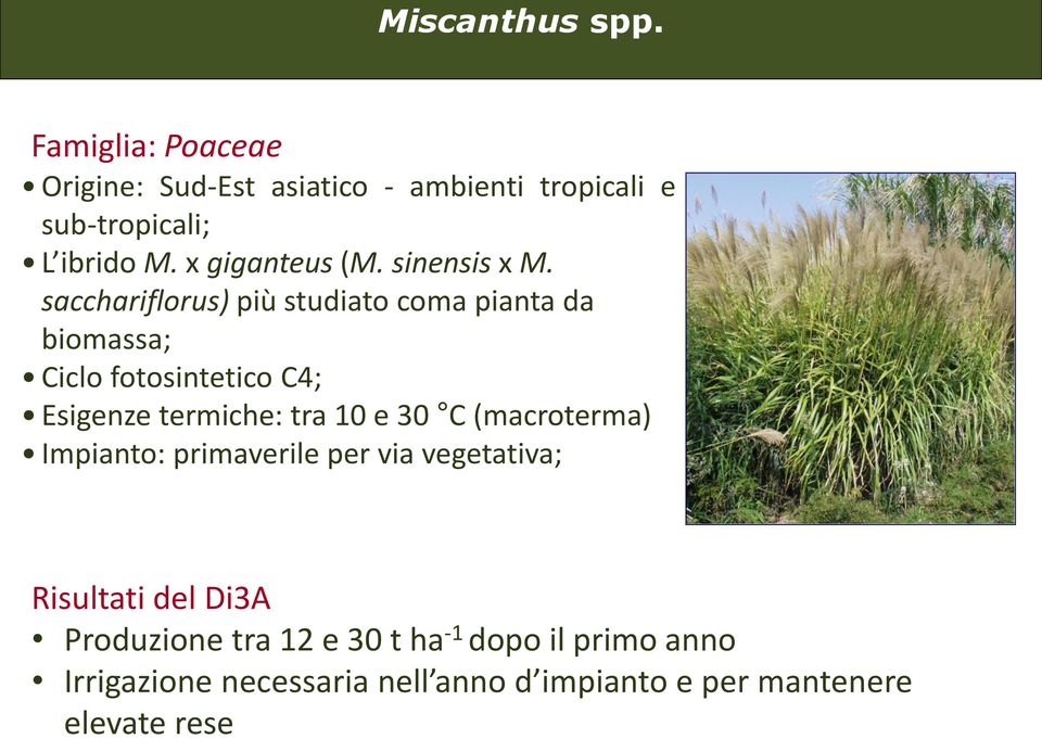 sacchariflorus) più studiato coma pianta da biomassa; Ciclo fotosintetico C4; Esigenze termiche: tra 10 e 30 C