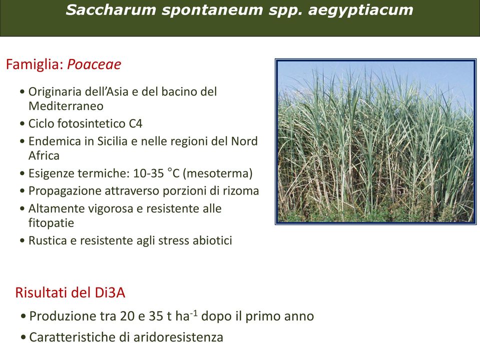 in Sicilia e nelle regioni del Nord Africa Esigenze termiche: 10-35 C (mesoterma) Propagazione attraverso