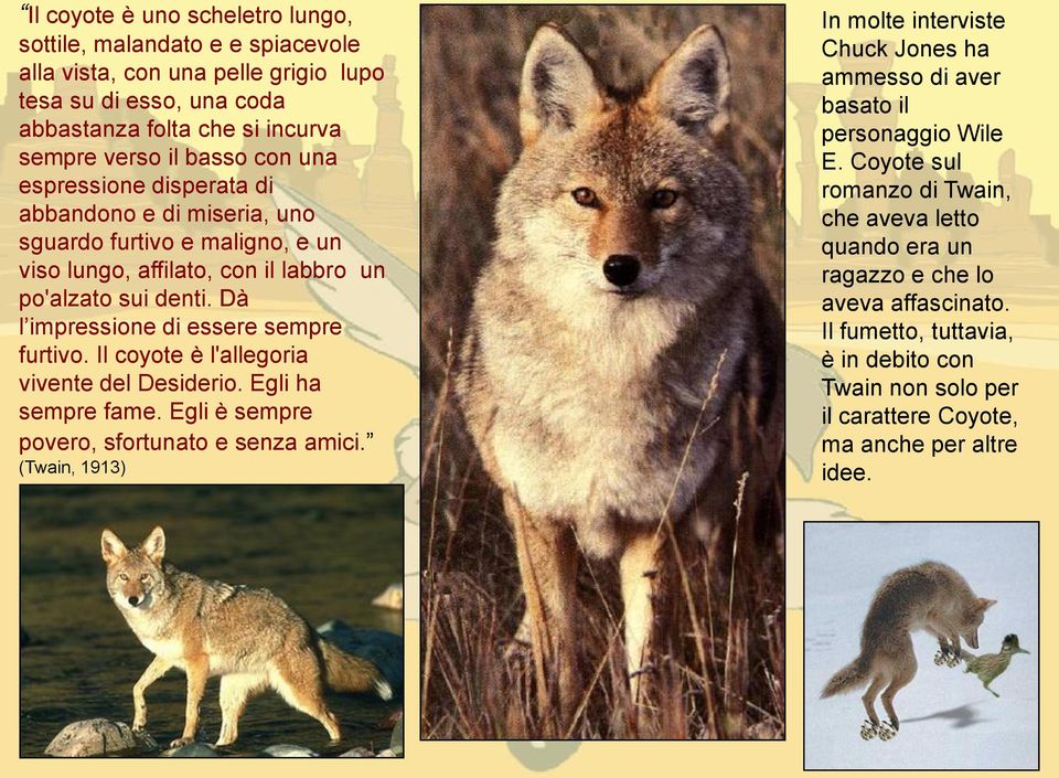 Il coyote è l'allegoria vivente del Desiderio. Egli ha sempre fame. Egli è sempre povero, sfortunato e senza amici.