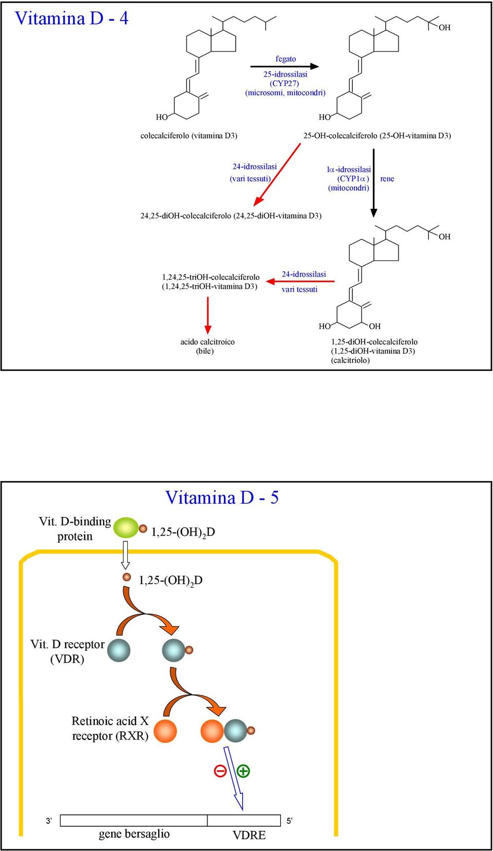 1,24,25-triOH-colecalciferolo (1,24,25-triOH-vitamina D3) 24-idrossilasi vari tessuti acido calcitroico (bile) OH 1,25-diOH-colecalciferolo