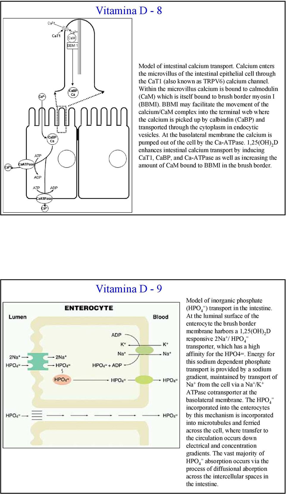 BBMI may facilitate the movement of the calcium/cam complex into the terminal web where the calcium is picked up by calbindin (CaBP) and transported through the cytoplasm in endocytic vesicles.